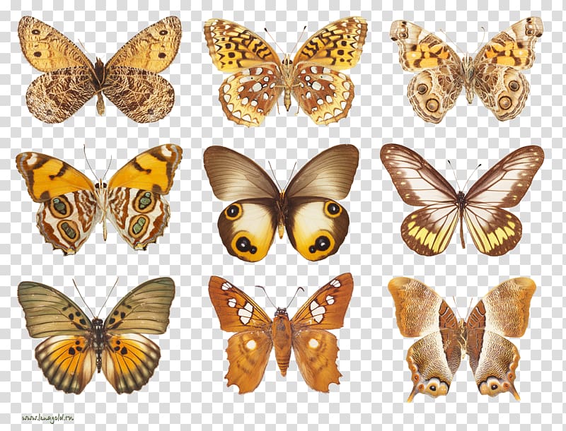 Butterfly Moth Decoupage, Brown Butterfly transparent background PNG clipart
