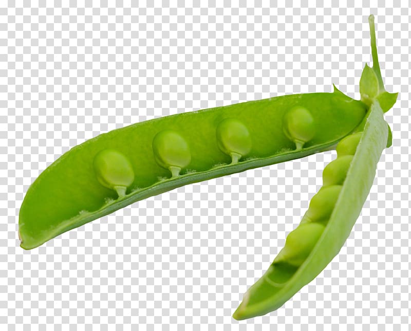 Pea transparent background PNG clipart