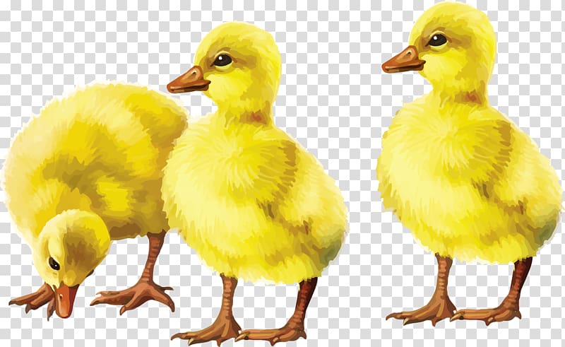 Domestic duck Bird Goose Baby Duckling, goose transparent background PNG clipart