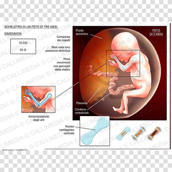 Fetus Human skeleton Cartilage Prenatal development, Skeleton transparent background PNG clipart