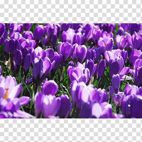 Crocus vernus Bulb Herbaceous plant, bulb transparent background PNG clipart