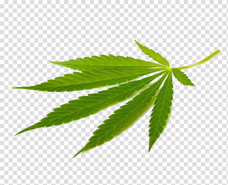 Cannabis sativa Marijuana Medical cannabis Tetrahydrocannabinol, Cannabis leaves closeup transparent background PNG clipart