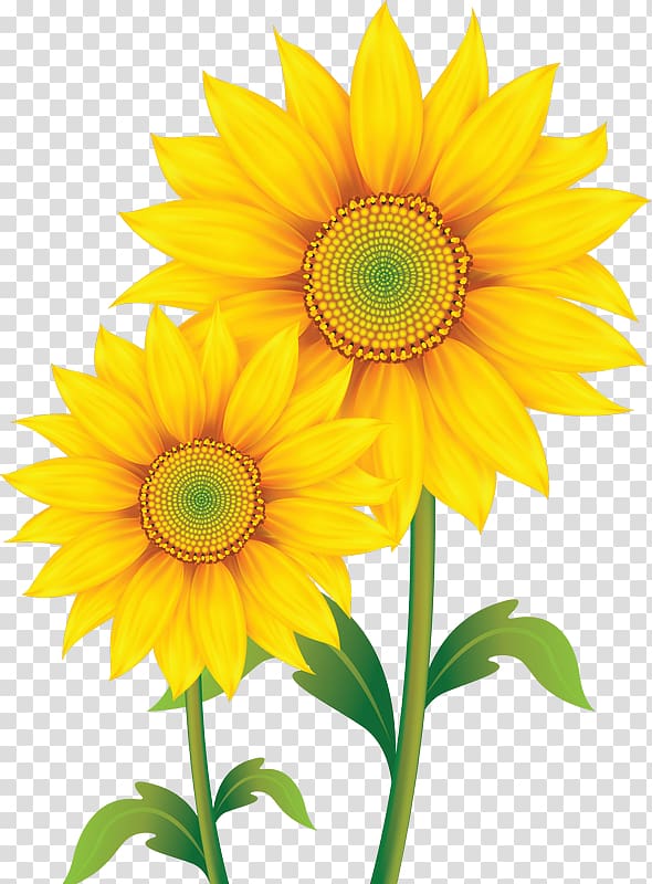 Common sunflower Sunflower seed, Dwarf transparent background PNG clipart