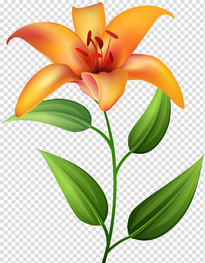 Icon , Orange Lilium transparent background PNG clipart