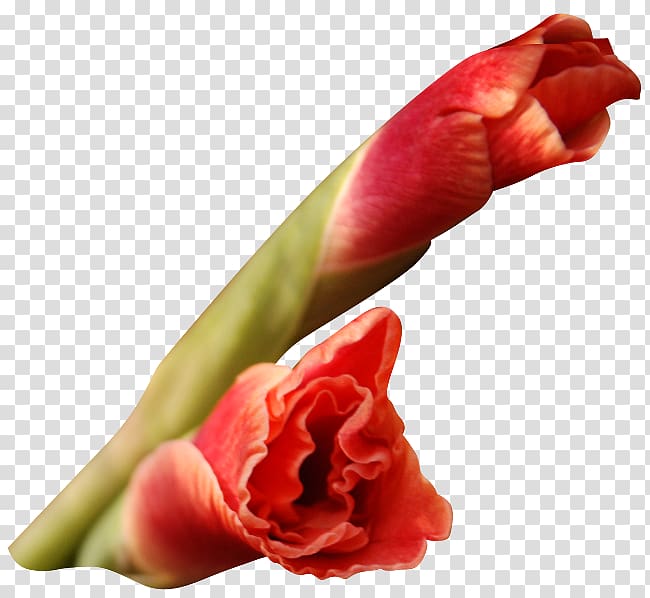 Flower Petal Gladiolus I Wandered Lonely as a Cloud , gladiolus transparent background PNG clipart