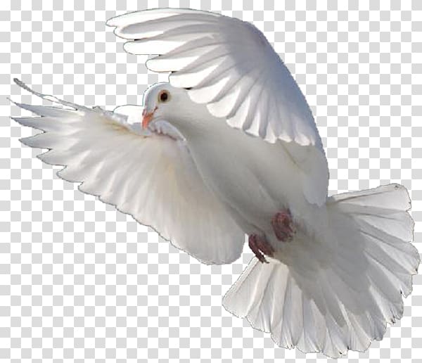Columbidae Bird Release dove Doves as symbols, Bird transparent background PNG clipart