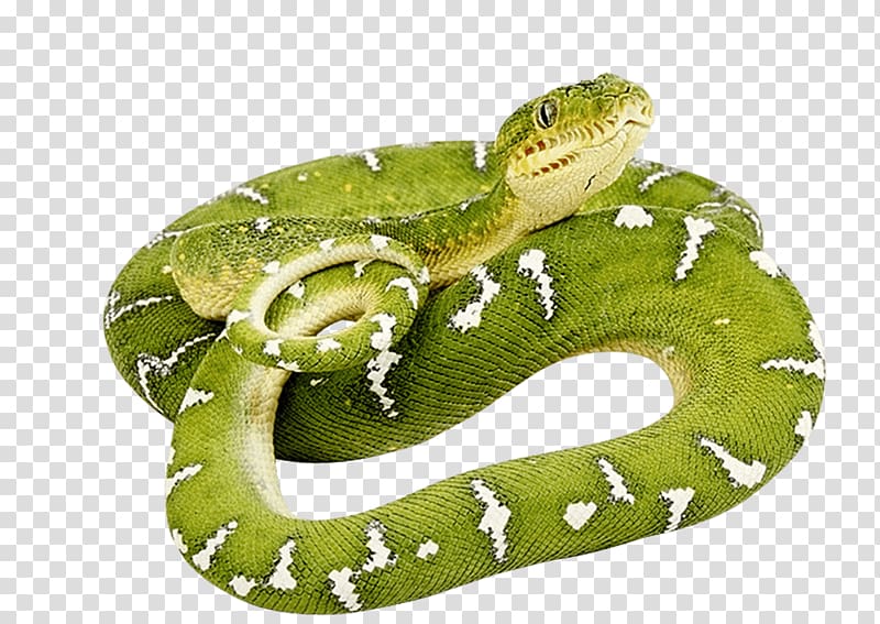 Smooth green snake , Green Snake transparent background PNG clipart