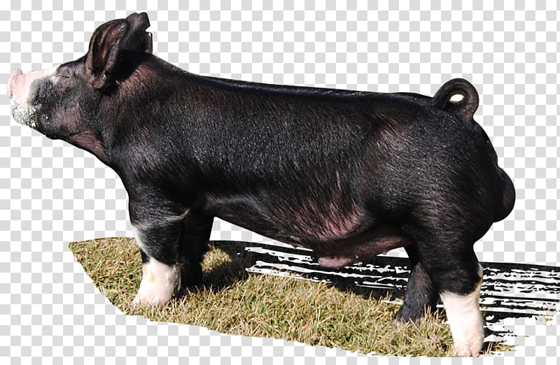 Berkshire pig Hampshire pig Duroc pig Dog Breed, boar transparent background PNG clipart