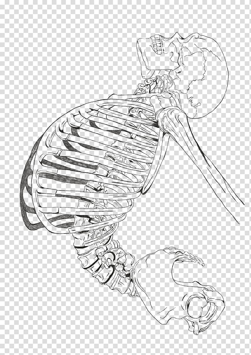 Drawing Line art Anatomy, others transparent background PNG clipart