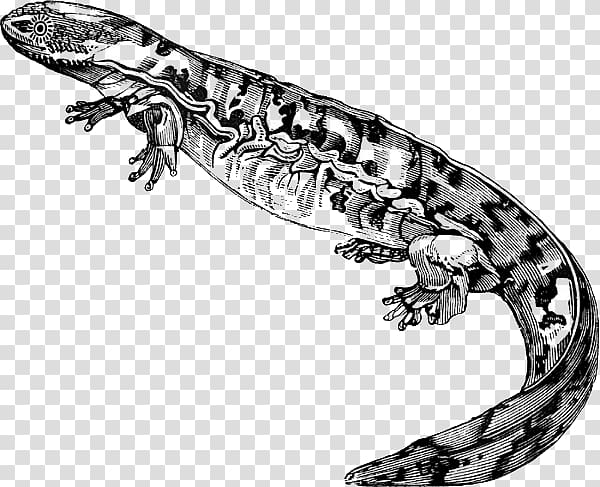 Salamanders and Newts Salamanders and Newts Lizard , salamander transparent background PNG clipart