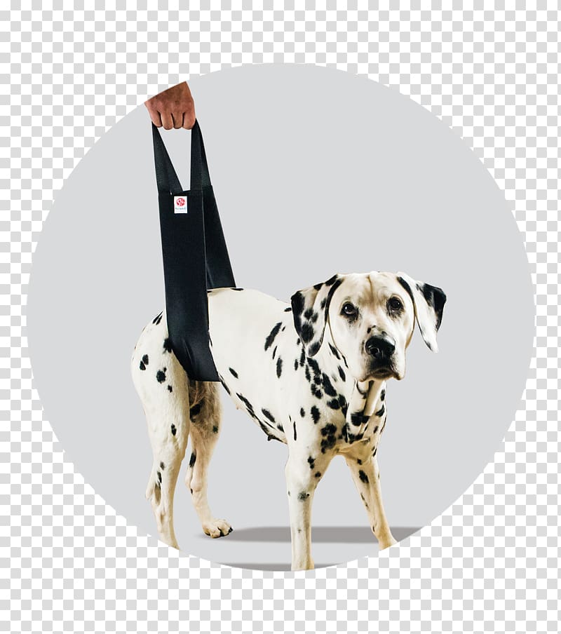 Dalmatian dog Scandi Orthopedic AB Non-sporting group Dog breed Vertebral column, helping hand transparent background PNG clipart