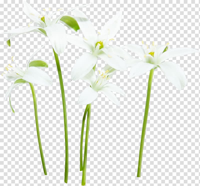White , Decorative plants transparent background PNG clipart