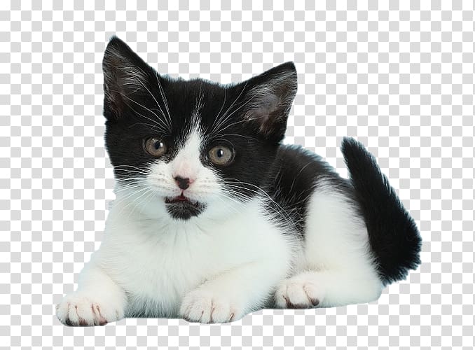 Kitten Whiskers American Wirehair Munchkin cat European shorthair, kitten transparent background PNG clipart