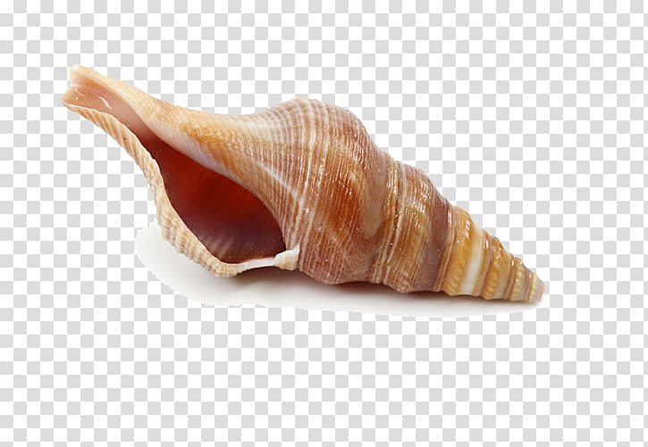 Wenningstedt-Braderup Conch Gratis, Conch transparent background PNG clipart