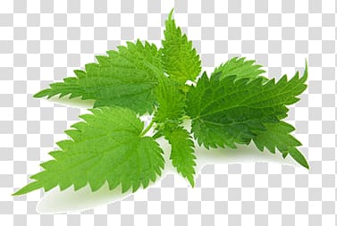 Nettle transparent background PNG clipart