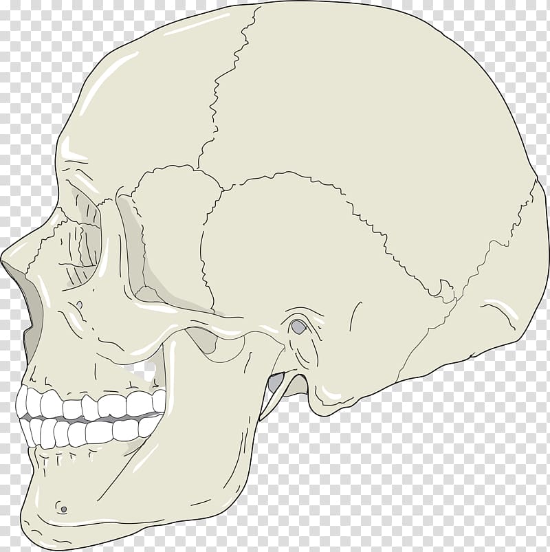 Skull Human head Human skeleton Head and neck anatomy , Skull Profile transparent background PNG clipart