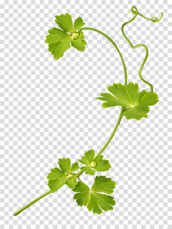 Parsley Flower Knitting Crochet Leaf, Tx transparent background PNG clipart