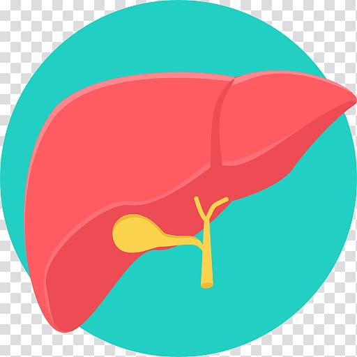 Liver transplantation Computer Icons Medicine Liver cancer, others transparent background PNG clipart