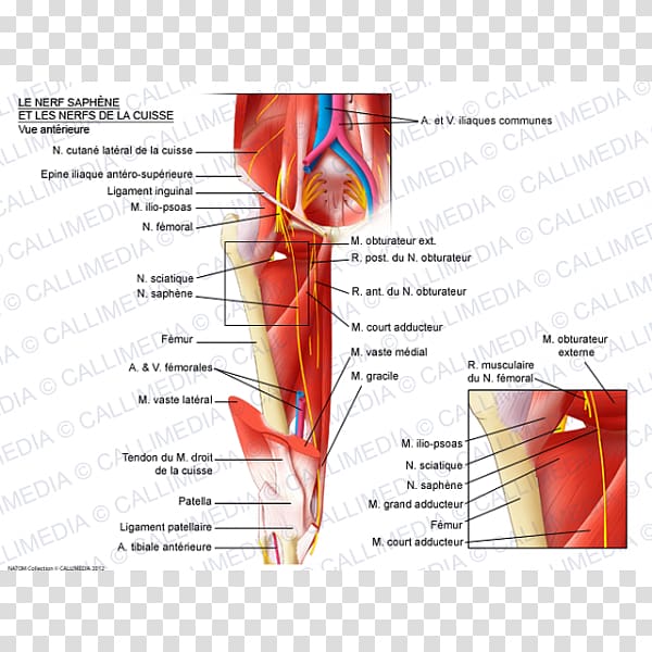 Obturator nerve Saphenous nerve Lateral cutaneous nerve of thigh Femoral nerve, others transparent background PNG clipart