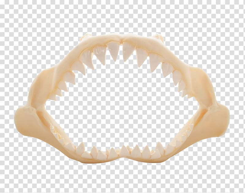 Polyresin Jaw Shark The Seashell Company, seashel transparent background PNG clipart