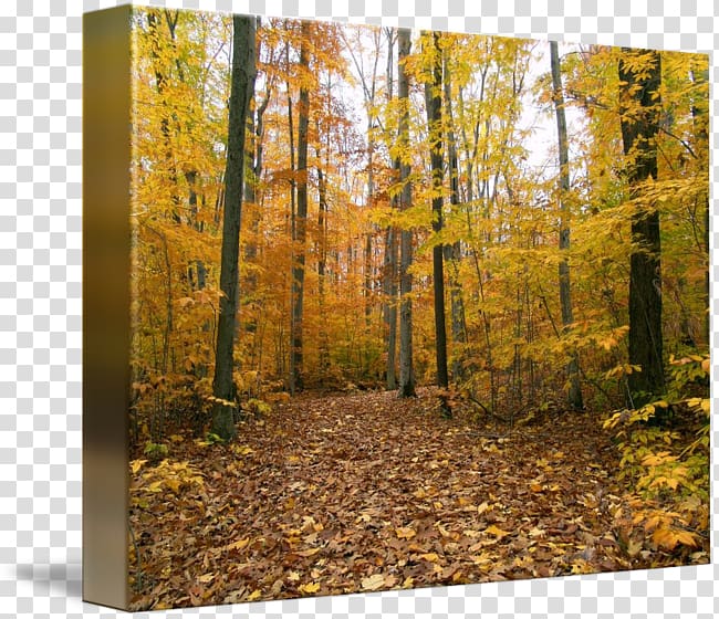 Canvas print Temperate broadleaf and mixed forest Art Printing, Stephen Baldwin transparent background PNG clipart