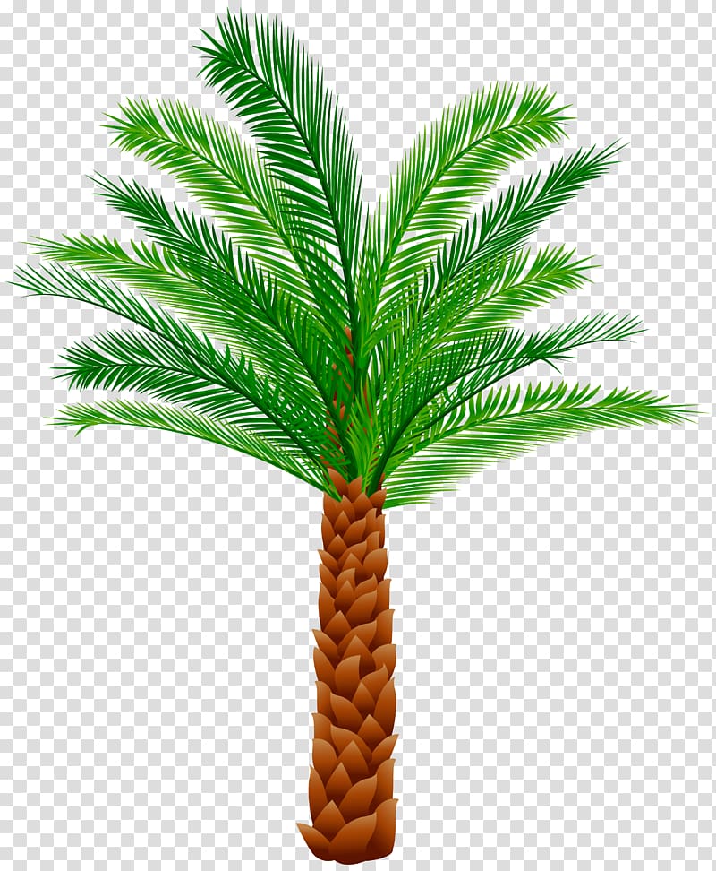 green tree illustration, , Palm transparent background PNG clipart