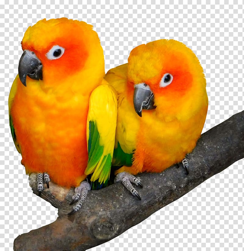 Lovebird Cockatoo Beak Parrots, Bird transparent background PNG clipart