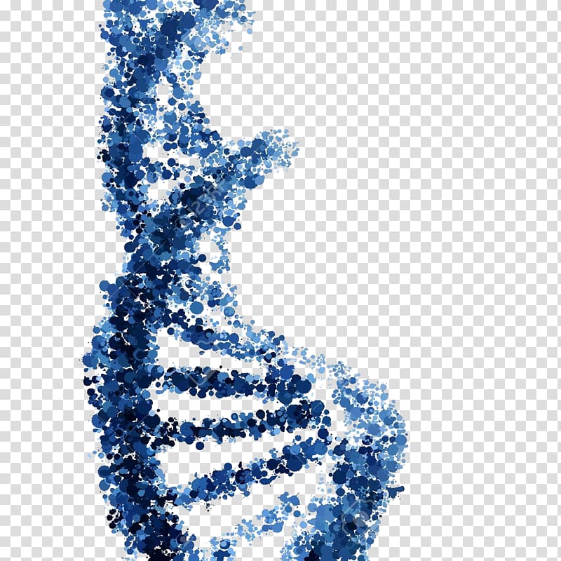 Nucleic acid double helix DNA , transparent background PNG clipart