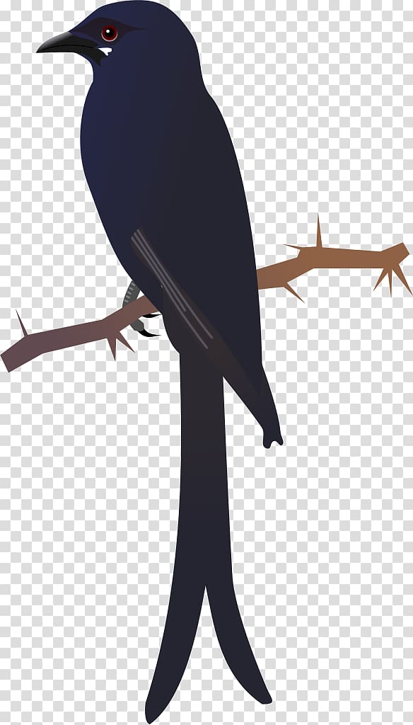 American crow Bird New Caledonian crow Black drongo, Bird transparent background PNG clipart