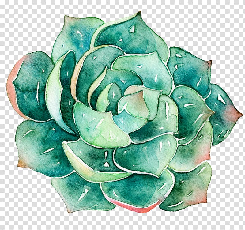 succulent plants transparent background PNG clipart