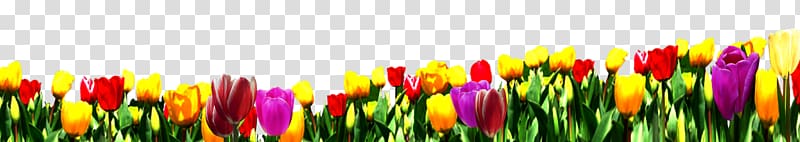 Tulip Nosegay Flower bouquet , tulip transparent background PNG clipart