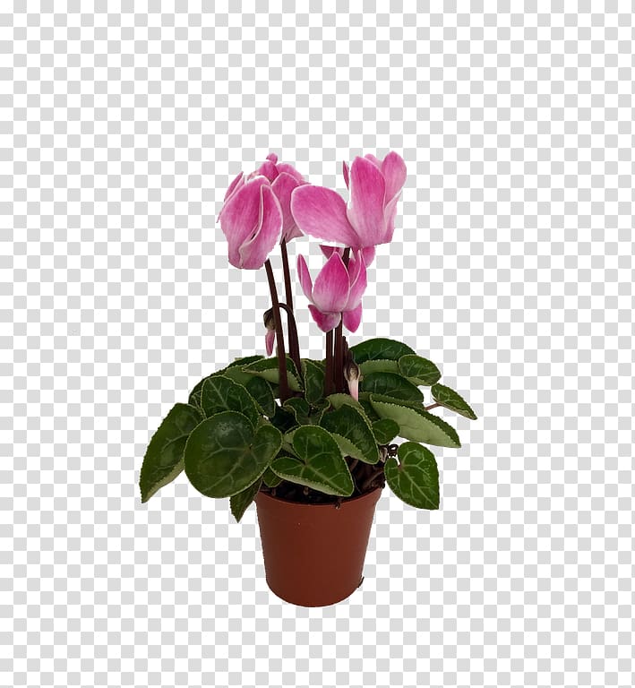 Cyclamen Flowerpot Houseplant, flower transparent background PNG clipart