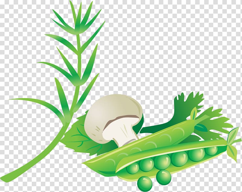 Drawing Common Bean Plant, Beans and mushrooms material transparent background PNG clipart