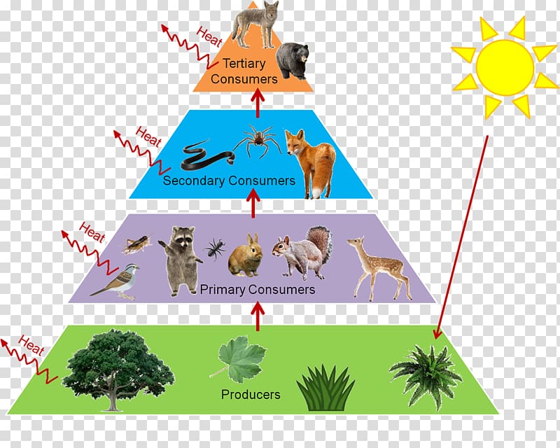 Food Chain illustration, Trophic level Food web Food chain Ecological pyramid Ecology, forests transparent background PNG clipart