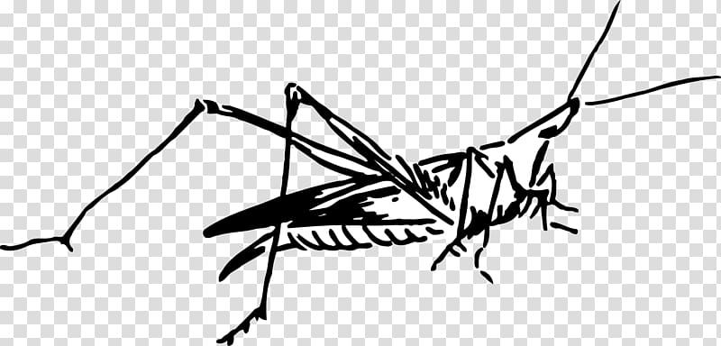 Insect Mosquito, grasshopper transparent background PNG clipart Insect Mosquito, grasshopper transparent background PNG clipart