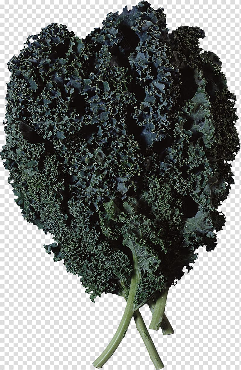 Lasagne Brussels sprout Lacinato kale Marrow-stem Kale Soup, Salad transparent background PNG clipart