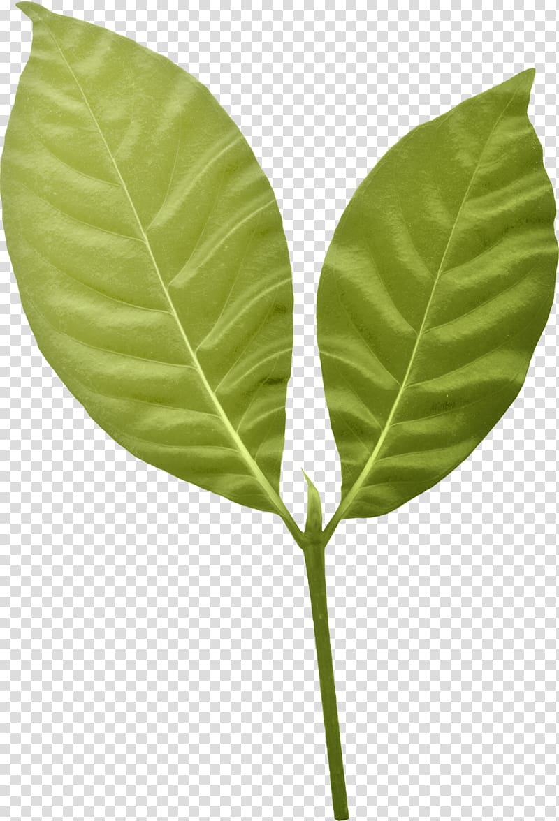 Leaf Plant stem, Leaf transparent background PNG clipart | HiClipart