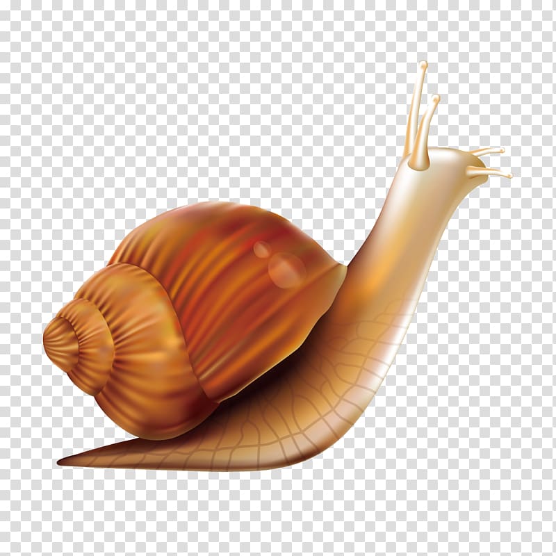 Snail Orthogastropoda, Mouse painted snail material transparent background PNG clipart