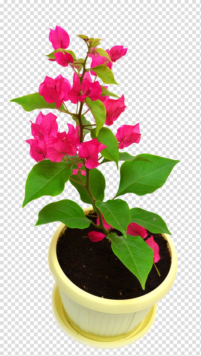 Houseplant Bougainvillea glabra Vine Flowerpot, bougainvillea transparent background PNG clipart