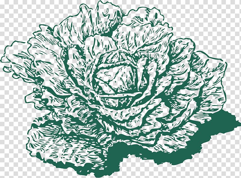 Red cabbage Savoy cabbage Collard greens , Dutch transparent background PNG clipart