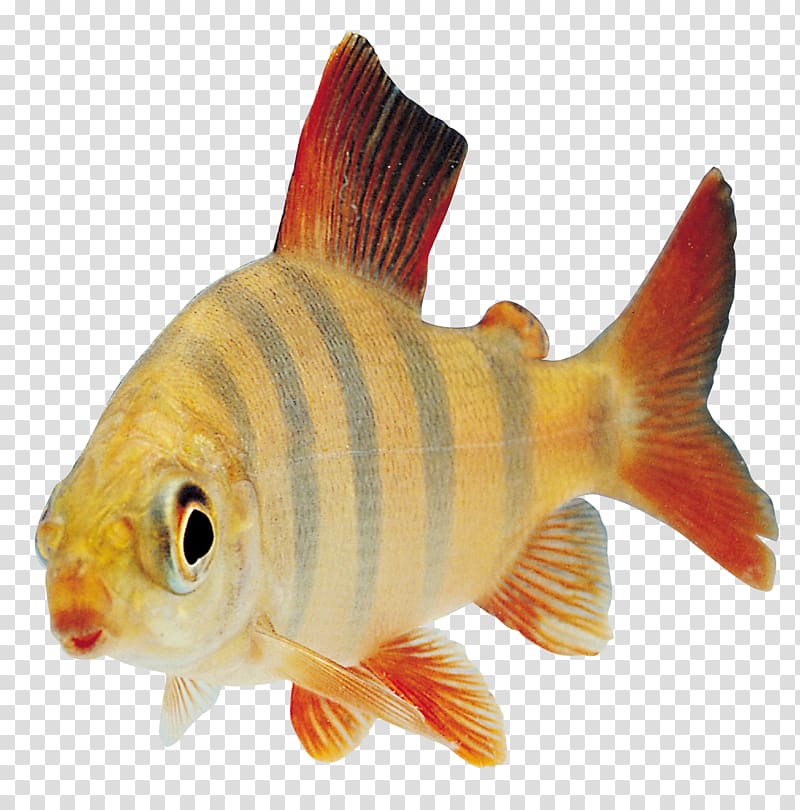 Fish , Fish 9 transparent background PNG clipart