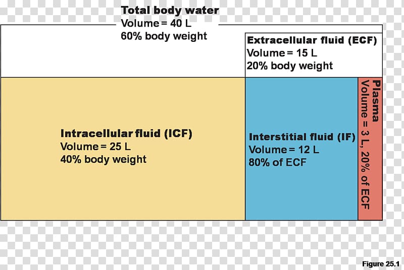Fluid compartments Extracellular fluid Body water Body fluid Human body, water transparent background PNG clipart