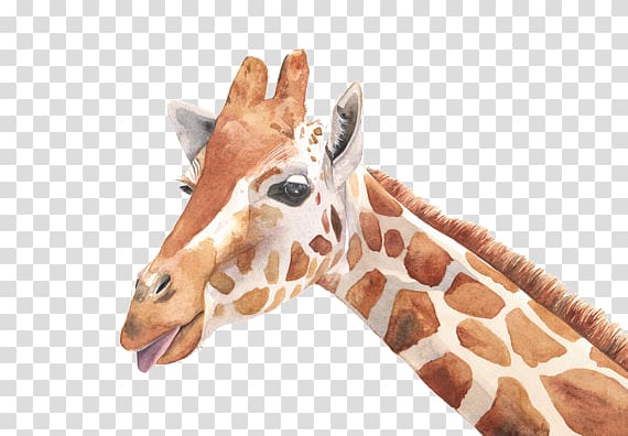 giraffe transparent background PNG clipart