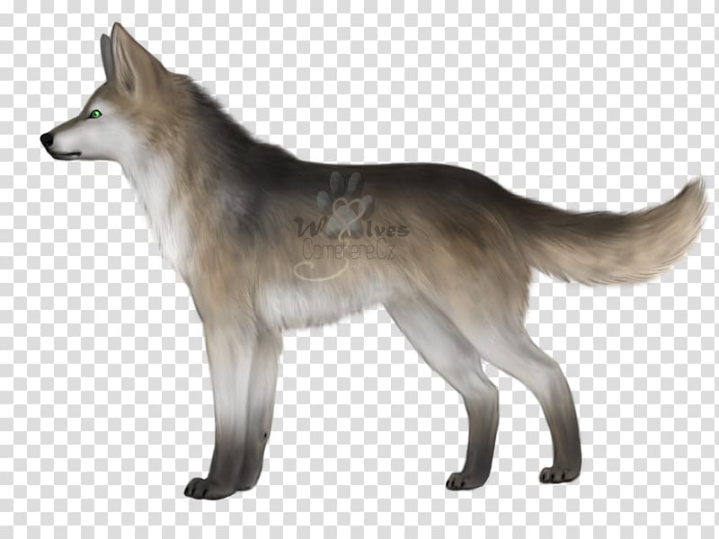 Saarloos wolfdog Czechoslovakian Wolfdog Kunming wolfdog Tamaskan Dog Coyote, fier transparent background PNG clipart