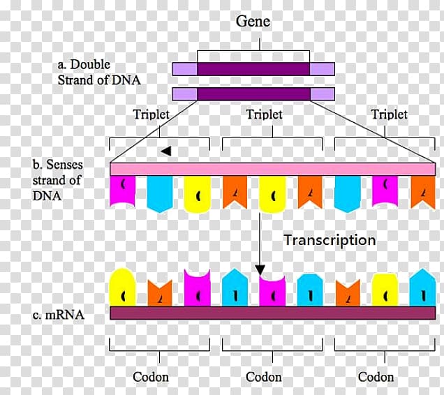 Codon DNA Genetic code Biology Transcription, DNA-molecule transparent background PNG clipart