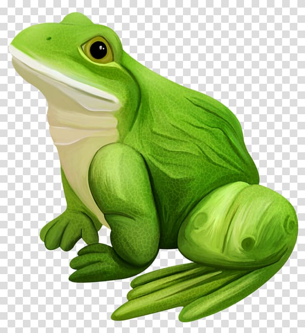 green and white frog illustration, Edible frog Amphibian Frogs / Ranas, Green Frog transparent background PNG clipart