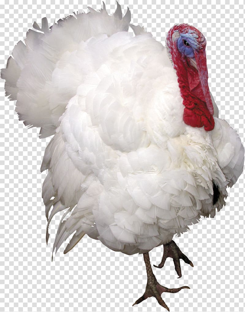 Turkey transparent background PNG clipart