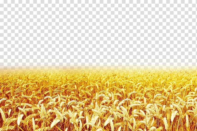 field of wheat clipart photo