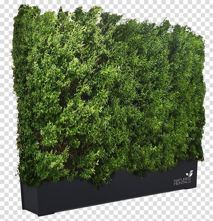 green plants, Cheyenne Ligustrum vulgare Hedge Shrub, Get Hedges transparent background PNG clipart