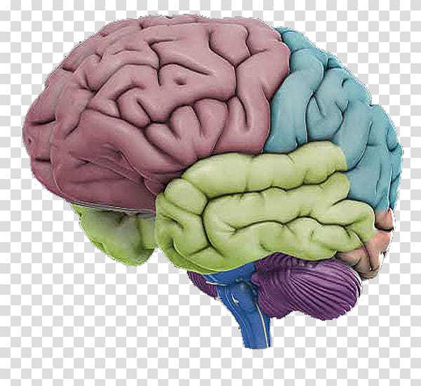 Human brain Human anatomy Human body, Brain transparent background PNG clipart